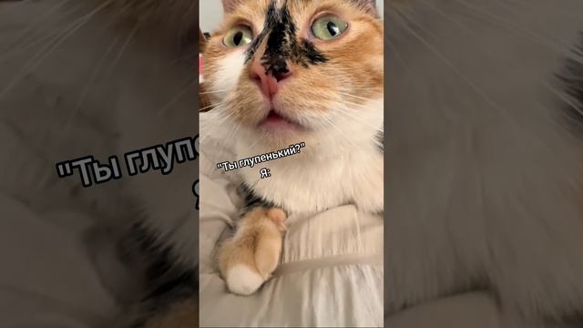 Обрабатывает инфу #мем #котик #котики #мемы #pov #cat #funny