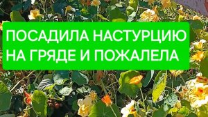 На гряде ей не место. Осенняя уборка настурции. Этот цветок только для клумб и бордюров.