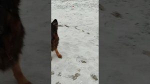 Почему собака скулит и как это прекратить.