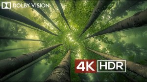 FOREST AMBIENCE in 4K HDR 60 FPS DOLBY VISION Relaxation Video