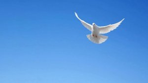 Белый лебедь на пруду_исп. Вадим Ибрянов (Я куплю тебе дом у пруда в Подмосковье...) Песня о любви