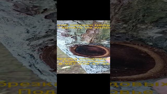 какие пеньки нельзя оставлять на плодовом дереве