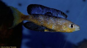 Cyprichromis microlepidotus BuluPoint