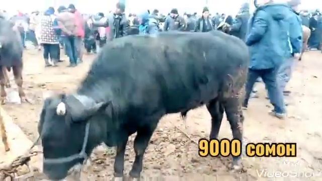 МОЛБОЗОР!.. #ШАХРИТУЗ 03.01.2021 ГОВИ ЧУШО БУЗ ГУСПАН БУКА МОЛИМАИЛА #ДУСЛАР