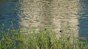 Храм Покрова на Нерли-2016