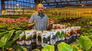 Ассортимент ягодных кустарников Тимирязевского питомника