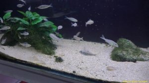 Группа Ectodini