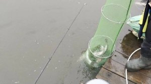 Поимка форели на донную снасть