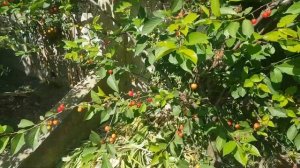 Борьба с птицами. 2024г.