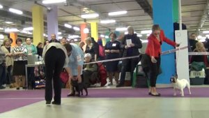 24 Национальная Выставка Французских бульдогов часть 1