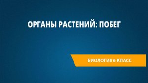 Урок 6. Органы растений: побег