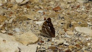 Переливница тополёвая гуляет по берегу Волги.