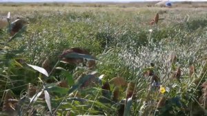 Австралийские раки