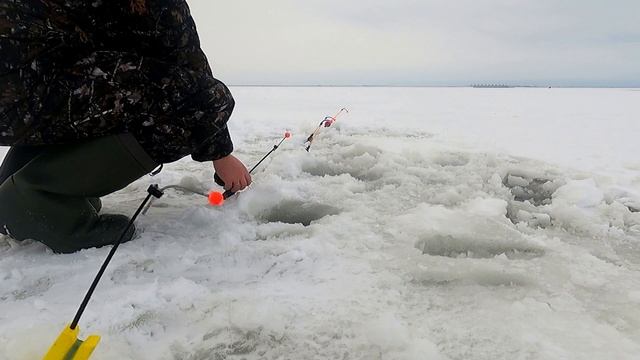 Как поймать корюшку зимой 30 12.21. Ловля корюшки в Тарховке на Финском заливе СПб смотреть онлайн
