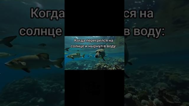 Морской пёс. Трек: ENSKA - Phantom Liberty #мемы #meme