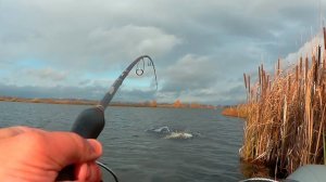 ВОТ ТАК УДАЧА! Случайно прибило к берегу, где МНОГО ГОЛОДНЫХ ЩУК! Ловля щуки на СПИННИНГ в октябре.