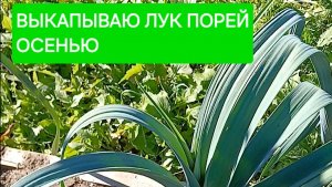 Наступила осень, выкапываю лук порей, который отлично вырос в Подмосковье