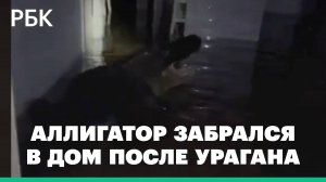 После урагана «Милтон» во Флориде обнаружили аллигатора в гостиной. Видео