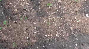 Об укрытии клубники на зиму