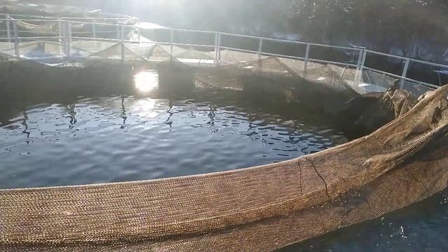 No comments. Зима, форель, садки #2 смотреть онлайн