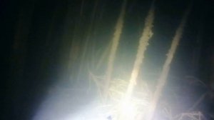 амурчик на 8 кг