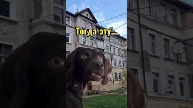 А чтобы не допустить ошибки при покупке жилья за маткапитал, смотри подробное видео clck.ru/396WiK смотреть онлайн