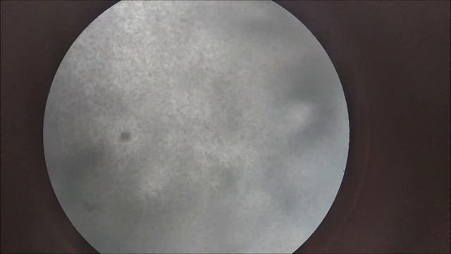 Оценка качества спермиев осетра. Подвижность сперматозоидов осетра смотреть онлайн