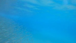 Пляж Клеопатры рыбки у берега, Cleopatra beach diving, fish, Kleopatra-Strand, Fischschwarm