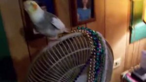 Mardi Gras Bird