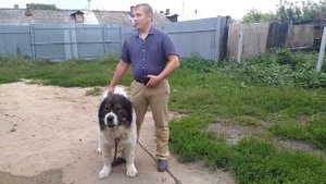 Кавказская Овчарка