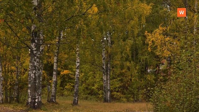 Видеозарисовка «Осень»