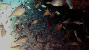 Глазастики или Pempheris mangula.