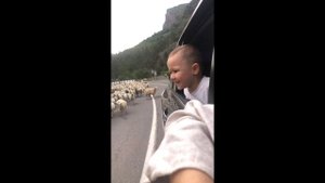 Баранья пробка) Отара на дороге. Горный Дагестан