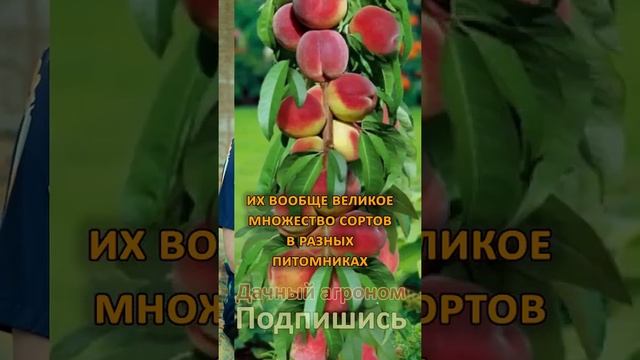 ОГО какие персики бывают! Эксперт поясняет