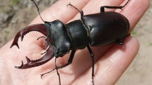 Страшный жук! Жутко!