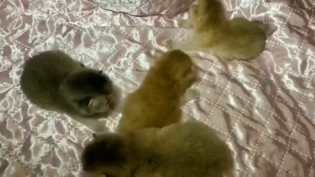 Котята.Британская шиншилла.