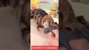 Котики # собачки.🐶 😄