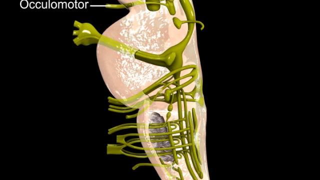 Neuroanatomy - Digital Anatomy Atlas