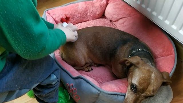 РОБИМО УКОЛ!!!! СОБАЧЦІ ( собачка Грейс захворіліа ) мультик про укол смотреть онлайн