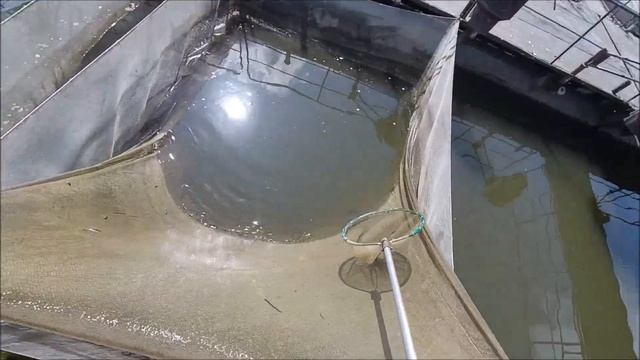 Сколько головастиков и щитней в пруду с мальком амура? Вредители в мальковых прудах смотреть онлайн