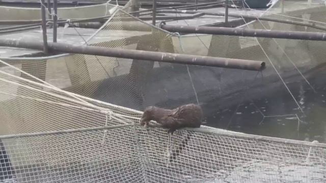 Норка на садковом рыбхозе, зло или польза?! Норка ворует карпа с садков смотреть онлайн