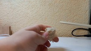 Анатомия. Строение решетчатой кости.