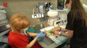 Фильм-расследование. УЗ-чистка зубов собак и кошек в ветеринарной клинике или у грумера.