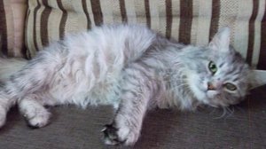 Тощий кот не мог открыть глаза из-за болезни.. Он чудом встретил свою судьбу!