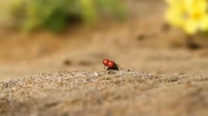 A pea in the hand is worth...-Горошина в руке (360p)