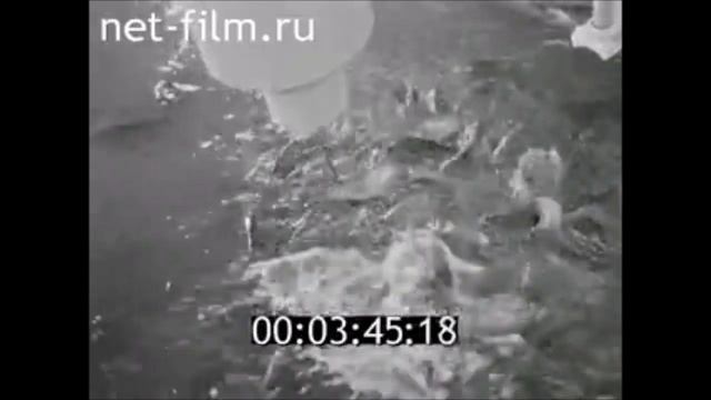 Рыбный цех для химиков Татарской АССР. 1983 год смотреть онлайн