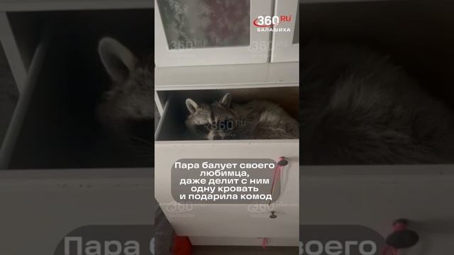 Домашний енот в Балашихе