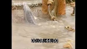 Лов огромных Белуг и Калуг в СССР. Лов белуги, севрюги, осетра на Волге, Дону. Лов калуги на Амуре