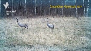 Золотая черепаха Красивые дети в красивом мире