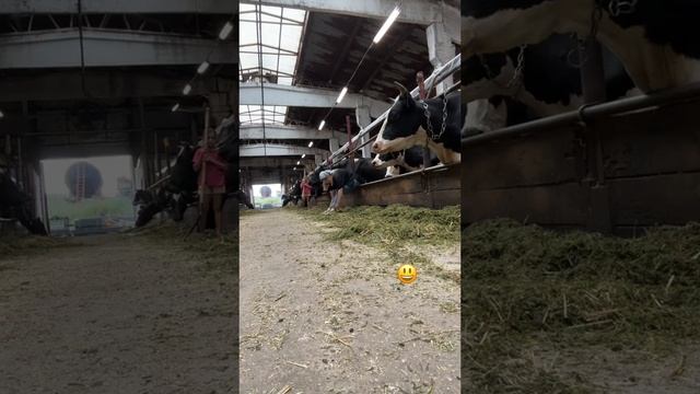 А целый мир еще не знает... #уралочка #деревенскаяжизнь #ферма
